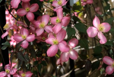 Clematis montana 'Freda'