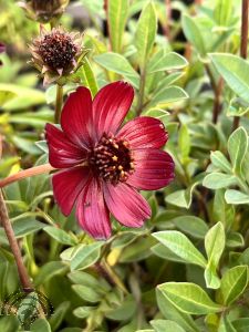Cosmos atrosanguineus