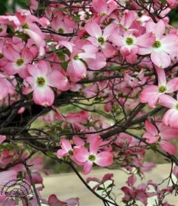 Cornus florida
