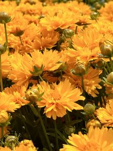 Coreopsis grand. 'Early Sunrise'
