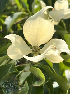 Cornus kousa var. chinensis 