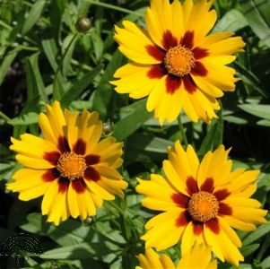 Coreopsis lanceolata 'Sterntaler'