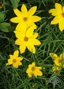Coreopsis vert. 'Zagreb'