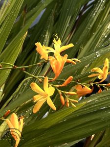 Crocosmia 'George Davidson'
