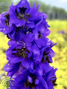 Delphinium (P) 'Black Knight'