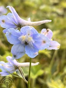 Delphinium (B) 'Cliveden Beauty'