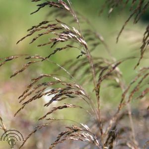 Deschampsia cesp. 'Bronzeschleier'