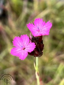 Dianthus carthusianorum
