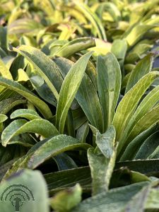 Digitalis parviflora