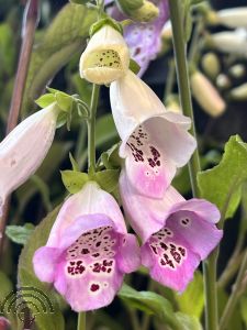 Digitalis purp. 'Foxy Hybrids'