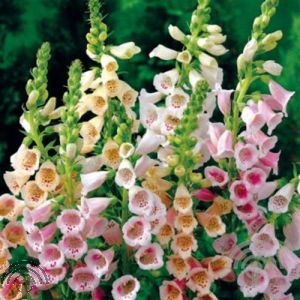Digitalis purp. 'Gloxiniiflora'