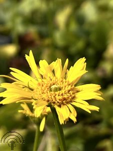 Doronicum orientale 'Little Leo'