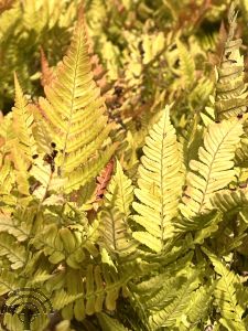 Dryopteris erythrosora