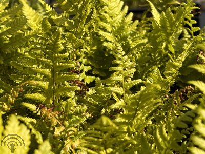 Dryopteris filix-mas