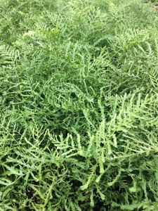 Dryopteris filix-mas 'Lin. Polydactyla'