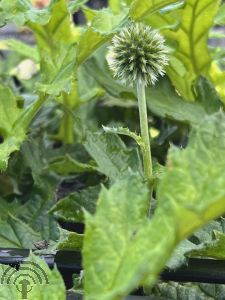 Echinops bannaticus 'Taplow Blue'