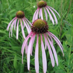 Echinacea pallida