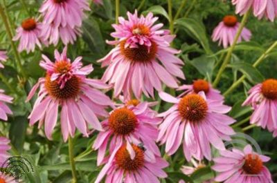 Echinacea purp. 'Double Decker'