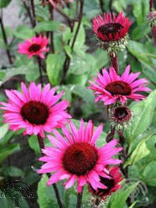 Echinacea purp. 'Fatal Atraction'