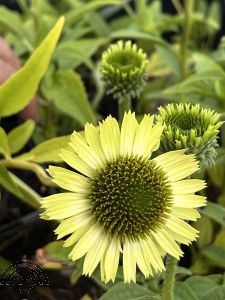 Echinacea purp. 'Green Jewel'