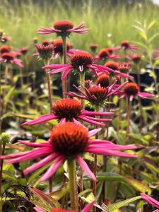 Echinacea purp. 'Pica Bella'®