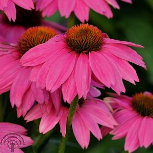 Echinacea purp. 'PowWow Wild Berry'