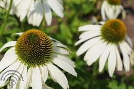 Echinacea purp. 'White Swan'