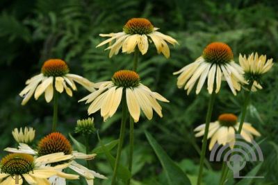 Echinacea purp. 'Sunrise'®