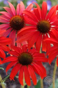 Echinacea purp. 'Tomato Soup'®
