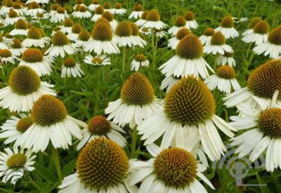 Echinacea purp. 'White Meditation'