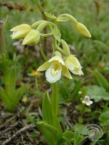 Epipactis palustris