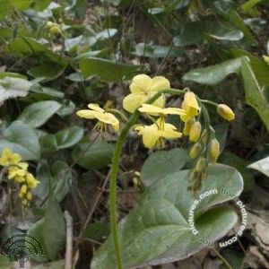 Epimedium pinnatum subsp. colchicum