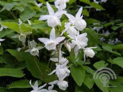 Epimedium youngianum 'Niveum'