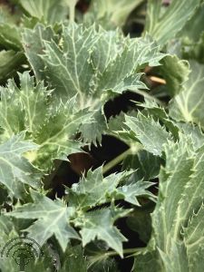 Eryngium zabelli 'Big Blue'®