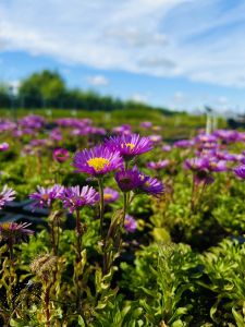 Erigeron glaucus 'Sea Breeze'