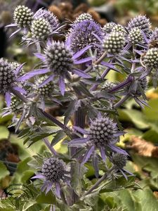 Eryngium planum 'Blue Hobbit'