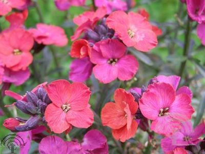 Erysimum 'Red Jep'