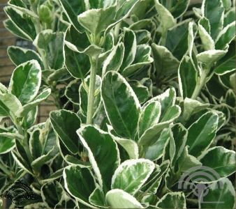 Euonymus jap. 'Kathy'