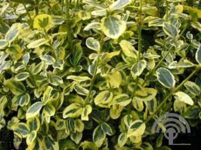 Euonymus jap. 'Marieke'