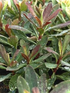 Euphorbia am. 'Purpurea'