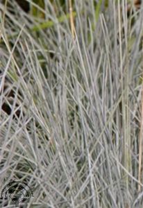 Festuca ovina 'Eisvogel'