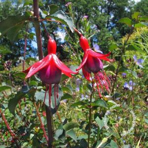 Fuchsia 'Mrs Popple'