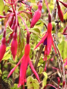 Fuchsia magellanica 'Riccartonii'