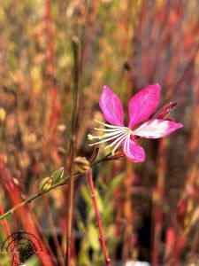 Gaura lindh. 'Short Form'