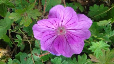 Geranium 'Blushing Turtle'®