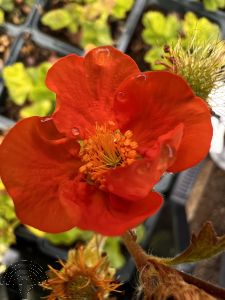 Geum coccineum 'Borisii'