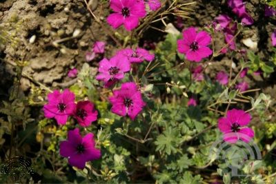Geranium cin. 'Giuseppii'