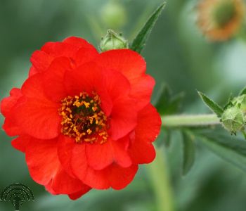 Geum chiloense 'Mrs Bradshaw'