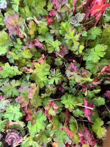 Geranium cant. 'St Ola'