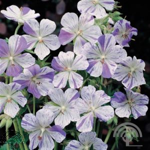Geranium prat. 'Splish-Splash'